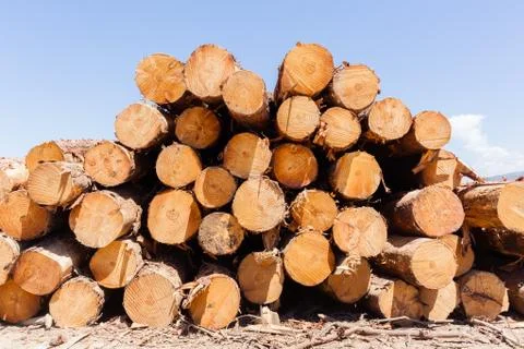 Trees Wood Logs Stack Stock Photos