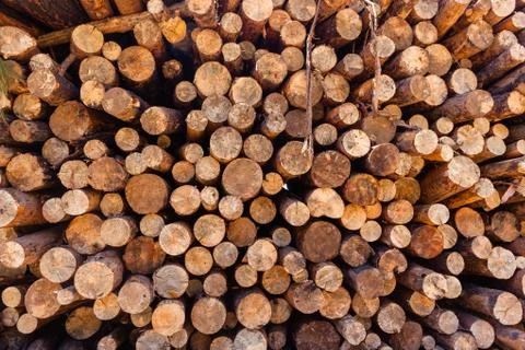 Trees Wood Logs Stack Stock Photos