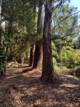 Trees in a wood Foto stock