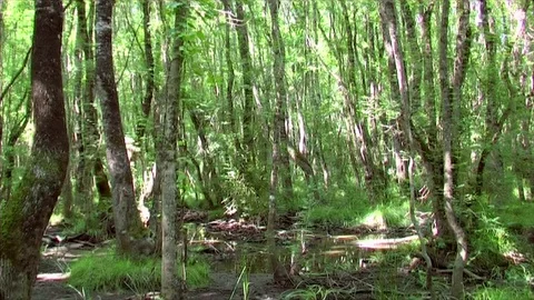 Trees in wooded area 스톡 동영상 104403897