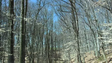 Trees in the woods Stock Footage 114533