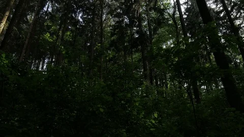 Trees in the woods Stock Footage 77579985