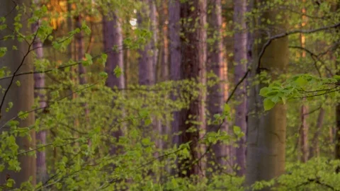 Trees in the Woods Video stock 88996295