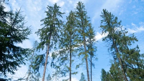 Trees in the woods Stock Footage 95110715