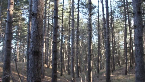 Trees in the woods Stock Footage 124949747