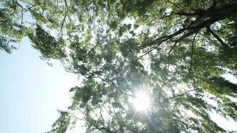 Trees in the woods Stock Footage 241551027