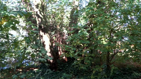 Trees in the woods with footpath 스톡 동영상 118183666