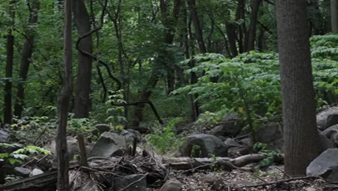 Trees Woods Forest Day Stock Footage 7904194