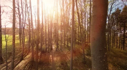Trees woods forest. plants nature background. summertime. aerial view Stock-Footage 38241306