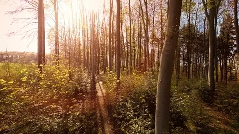 Trees woods forest plants nature background summertime aerial view Stock Footage 74097257