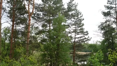 Trees in the woods with green Stock Footage 130198431