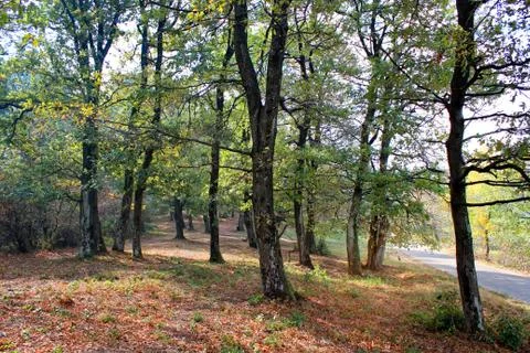 Trees in woods 스톡 사진
