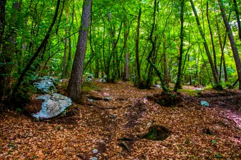 Trees in the woods Stock Photos