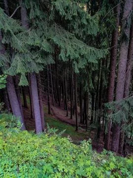 Trees woods Stock Photos