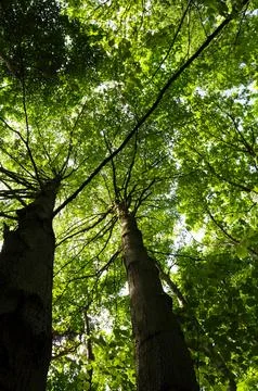 Trees in the woods Stock Photos