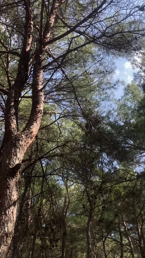 Trees in the Woods in Slow Motion (Vertical) Stock Footage 252068977