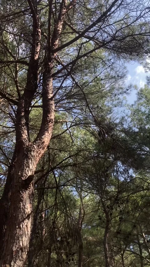 Trees in the Woods (Vertical) Stock Footage 252068948