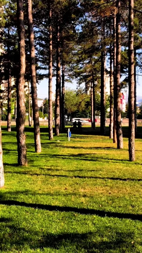 Trees Woods Vertical Video Stock Footage 334876104