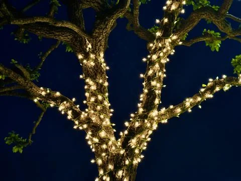 Trees wrapped in strings of white illuminated lights at dusk Stock Photos
