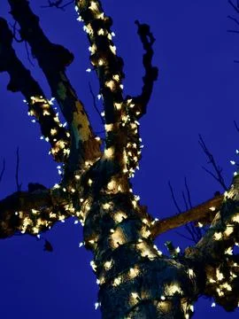 Trees wrapped in strings of white illuminated lights at dusk Stock Photos