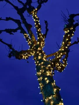 Trees wrapped in strings of white illuminated lights at dusk Stock Photos