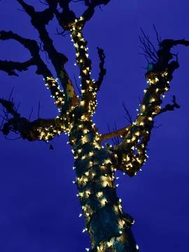 Trees wrapped in strings of white illuminated lights at dusk Stock Photos
