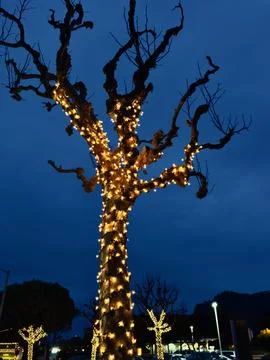 Trees wrapped in strings of white illuminated lights at dusk Stock Photos