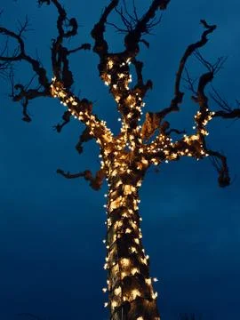 Trees wrapped in strings of white illuminated lights at dusk Stock Photos