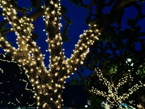 Trees wrapped in strings of white illuminated lights at dusk Stock Photos