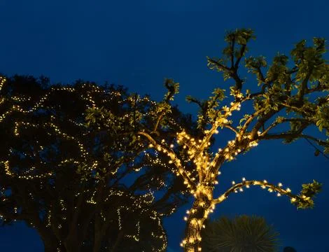 Trees wrapped in strings of white illuminated lights at dusk Stock Photos