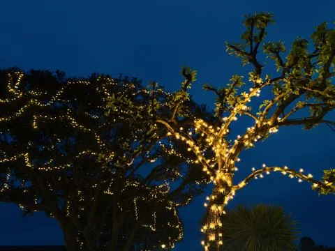 Trees wrapped in strings of white illuminated lights at dusk Foto stock