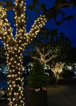Trees wrapped in strings of white illuminated lights at dusk Stock Photos