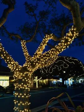 Trees wrapped in strings of white illuminated lights at dusk Foto stock