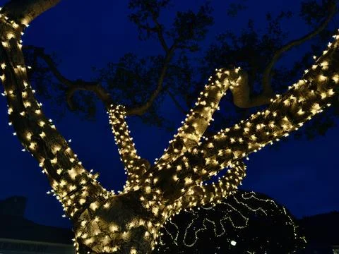 Trees wrapped in strings of white illuminated lights at dusk Stock Photos