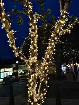Trees wrapped in strings of white illuminated lights at dusk Stock Photos