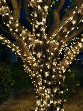 Trees wrapped in strings of white illuminated lights at dusk Foto stock