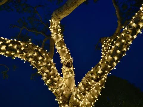 Trees wrapped in strings of White illuminated lights at dusk Stock Photos