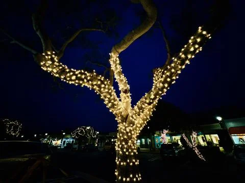 Trees wrapped in strings of White illuminated lights at dusk Stock Photos