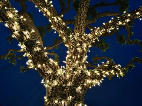 Trees wrapped in strings of White illuminated lights at dusk Stock Photos