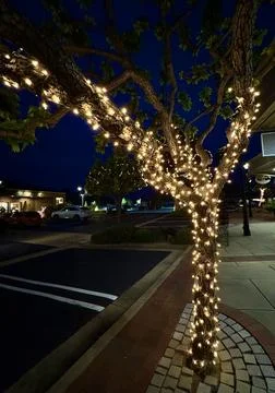 Trees wrapped in strings of White illuminated lights at dusk Foto stock