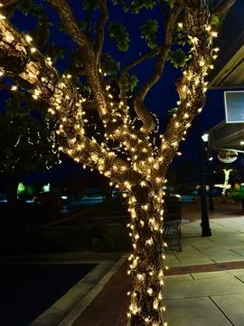 Trees wrapped in strings of White illuminated lights at dusk Foto stock