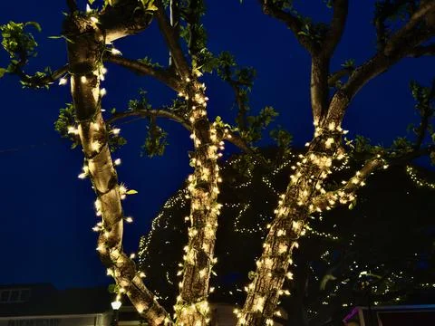 Trees wrapped in strings of white lights at dusk Stock Photos