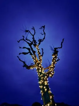 Trees wrapped in strings of wo illuminated lights at dusk Stock Photos