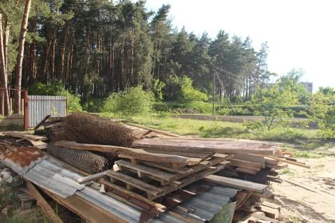 Trees in the yard. Stock-Fotos