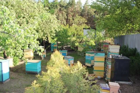 Trees in the yard. Stock-Fotos