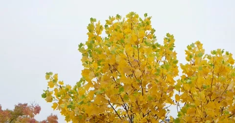 Trees With Yellow Bright Colors During Autumn Stock Footage 163578282