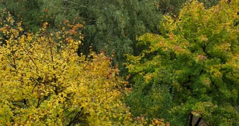Trees With Yellow Bright Colors During Autumn Stock Footage 163578287