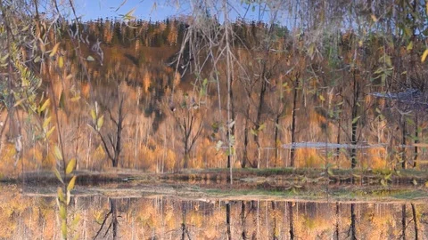 Trees with yellow foliage are reflected in the pond with a light flow of water f Stock Footage 117822483