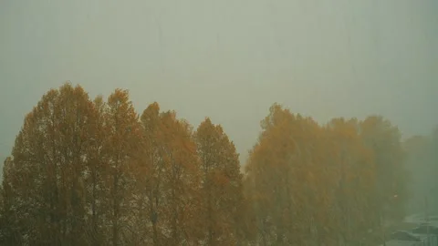 Trees with yellow foliage under snow. Stock Footage 279965618