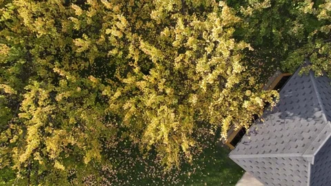 Trees with yellow leaves 3 Video stock 337322879